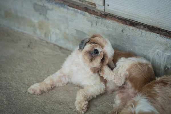Shih Tzu scratching his neck due to itching and was lying on the floor. Shih Tzu puppies are resting in the house. Animals dog concept.