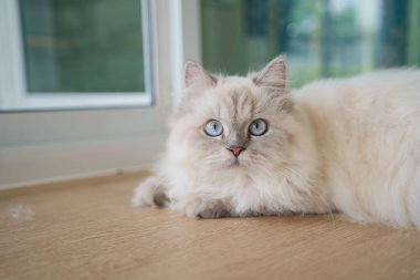 Kameraya bakan İran kedisi ve evde yerde yatan melez kedi, iki kedi cinsi ya da safkan bir kedi ile evcil bir kedi arasındaki bir çapraz bağdır. Hayvan kedi konsepti.