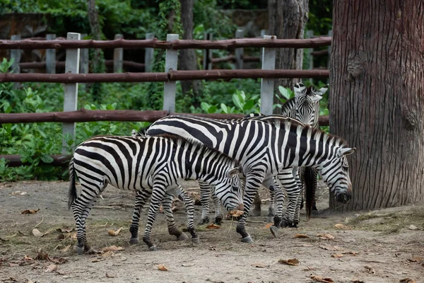 动物园笼子里的非洲斑马黑白相间 在动物园里把斑马吃饱了 动物自然野生动物概念 — 图库照片