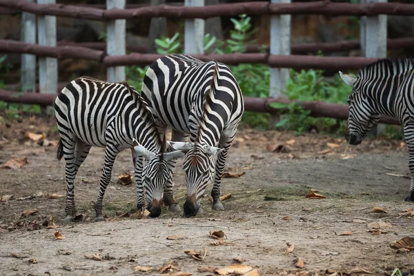 África Zebra Preto Branco Gaiola Zoológico Feche Zebra Comendo Zoológico — Fotografia de Stock