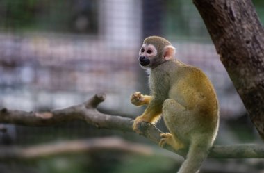 Adorable squirrel monkey captivates visitors at the zoo. Witness their playful antics in the enclosed habitat. Saimiri sciureus monkey in the cage at the chiang mai zoo thailand. clipart