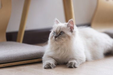 Pers kedisi kameraya bakıyor ve evde yerde yatıyor. Melez kedi, safkan kedi ile evcil kedi arasındaki bir çapraz bağdır. Hayvan kedi konsepti.