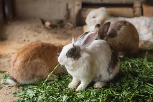 Bir tavşan diğer tavşanlarla birlikte bir ağılda ot yiyor. Sahne huzurlu ve sakin. Tavşanların hepsi farklı renkte ama hepsi birlikte vakit geçirmekten hoşlanıyor gibi.