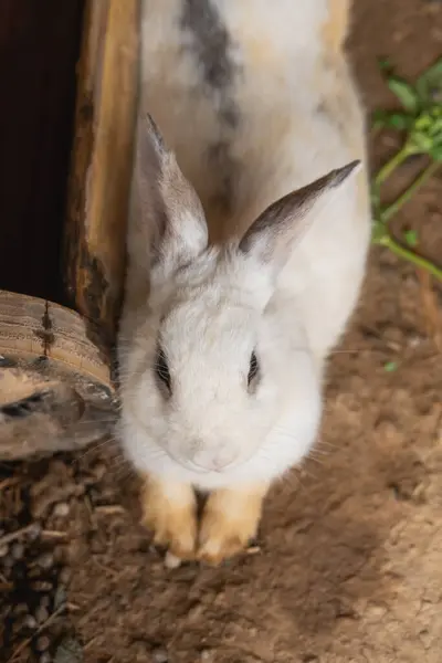 A white rabbit is standing on a dirt ground. The rabbit is looking at the camera