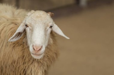 Beyaz yüzlü ve kahverengi yünlü bir koyun. Koyun kameraya bakıyor.