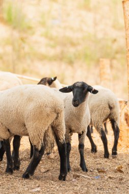 Bir koyun sürüsü bir tarlada duruyor. Koyunlardan birinin kulağında etiket var.