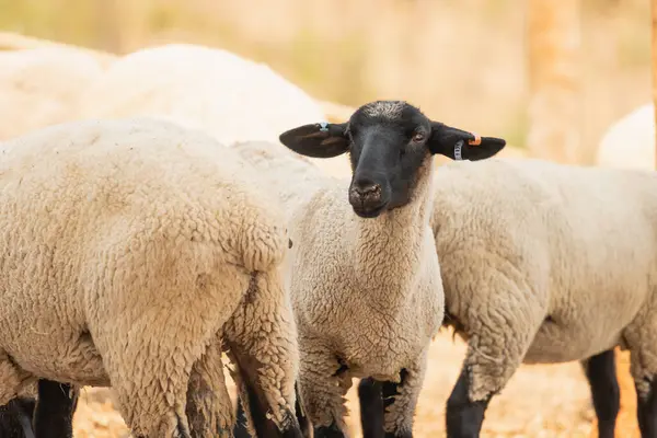 stock image A group of sheep are standing in a field, with one of them looking directly at the camera. The scene is peaceful and calm, with the sheep grazing and enjoying the outdoors