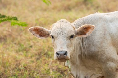 Bir inek başı aşağıda bir tarlada duruyor. İnek ot yiyor.