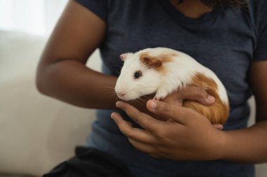 Bir insan elinde küçük beyaz ve kahverengi bir hayvan tutuyor. Hayvan bir kobay faresi.