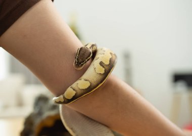 A person is holding a snake on their arm clipart