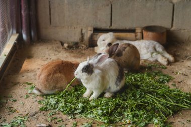 Üç tavşan bir ağılda ot yiyor. Tavşanlardan biri havuç yiyor.