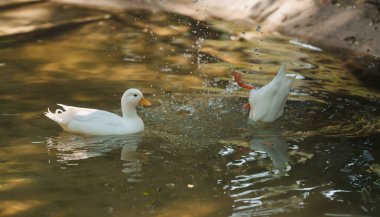Huzurlu beyaz ördeklerin durgun bir gölette sıçrayıp durduğu, güneş ışığının suya yansıyarak doğanın güzelliğini ön plana çıkardığı bir sahne..