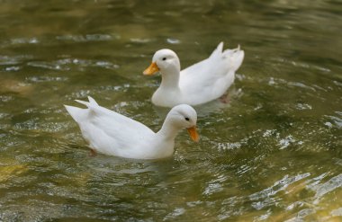 İki beyaz ördek, sakin sularda zahmetsizce süzülerek doğada huzurlu bir an yaşarlar. Huzurlu ortam güzelliklerini ve zarafetlerini yansıtıyor..