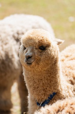 Bu enfes yakın çekim, tüylü tüylü ve büyüleyici ifadesi ile genç bir alpakanın özünü yakalar. Hayvanseverler ve pastoral sahneler için mükemmeldir..
