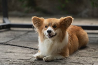 Büyüleyici Corgi Tahta Güvertede Rahatlıyor, Neşeli Enerji Işıldıyor ve Neşeli Ruh Yumuşak Doğal Işık Altında Açık Hava Ayarlarında