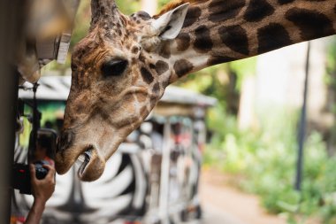 Bir Zürafanın Başının Hayvanat Bahçesindeki İnsanlarla Yakın Çekimi, Doğal Yaşam Alanında Eşsiz Örnekler ve Merakın Olduğu
