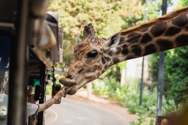 Bir Zürafa ile Yakın Karşılaşma Ziyaretçiler Yaban Hayatı Parkı 'nda Yeşillik ve Doğal Işık ile çevrili bir İkramla Beslerken