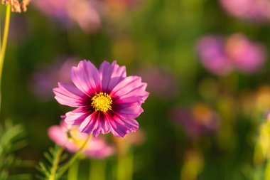 Canlı Pembe Kozmos Çiçeği Sarı Merkez ile çevrili Parlak Güneş Işığı Bahçesinde Yeşillik