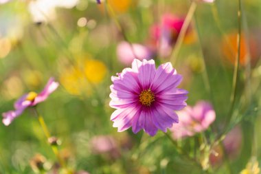 Altın Saat Altında Canlı Bahçe Ayarlarında Yumuşak Bulanık Arkaplanlı Güzel Pembe Çiçek Doğal Işıkta Yakalandı