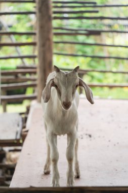 Genç Keçi Bir Çiftlikte Tahta Yüzeyde Yeşil Arkaplan ve Doğal Işık Sahneyi Aydınlatıyor