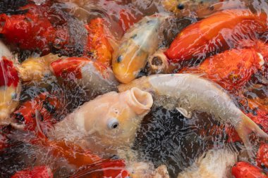 Renkli koi balıkları canlı yansımalarla dolu bir gölette yüzüyorlar. Hareketli ve berrak suda etkileşimle dolu canlı bir su manzarası yaratıyorlar.