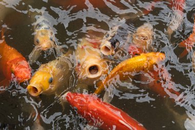 Renkli koi balıkları canlı yansımalarla dolu bir gölette yüzüyorlar. Hareketli ve berrak suda etkileşimle dolu canlı bir su manzarası yaratıyorlar.