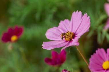 Pembe Çiçeğin Yakın Çekimi Arı Tozlaştırması, Canlı Doğal Arı Arısı Arısı Arısı Arısı ve Yumuşak Odaklama, Doğanın Bahar Bahçesindeki Güzelliği