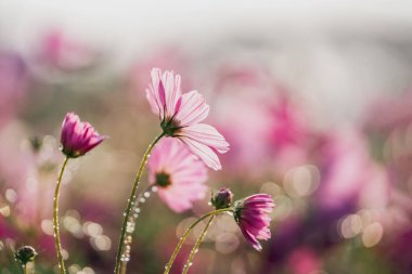 Su Damlacıklarıyla Güzel Pembe Kozmos Çiçekleri Bulanık Bahçenin Bulanık Arkaplanına Karşı Yumuşak Odaklanarak Yakalandı