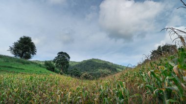 Bereketli Yeşil Mısır Tarlası Mavi Gök Altında Bulutlar ve Yuvarlanan Tepeler Doğanın Sarıldığı Huzurlu Kırsal Arazide