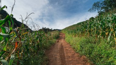 Lush Cornfields ve Green Hills 'in Parlak Gökyüzü Altında Çevrelenmiş Tozlu Yol Manzarası