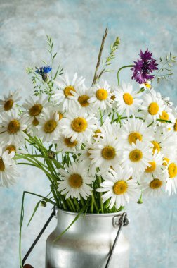 Eski bir alüminyumdaki papatya buketi gri-mavi grunge duvarına yaklaşabilir. Yabani çiçekler, kır tarzı, tavan penceresi. seçici odak