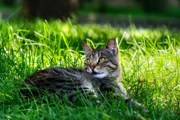 Szary Kot Paski Leży Zielonej Soczystej Trawie Portret Pięknego Kota — Zdjęcie stockowe