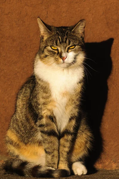 Dorosły Piękny Kot Siedzi Ulicy Pod Brązową Ścianą Cieniem Jasnego — Zdjęcie stockowe