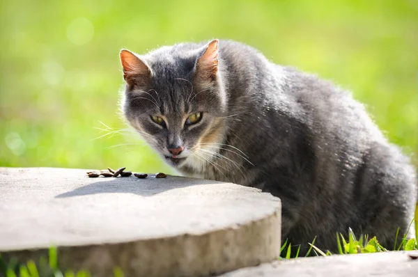 一只无家可归的灰猫在春天的背景下吃东西 Bokeh 有复制空间的选择性焦点 — 图库照片