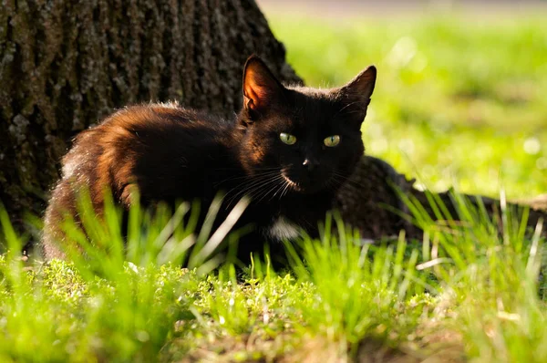 Молодая Черная Кошка Лежит Траве Возле Дерева Солнечный День Селективный — стоковое фото