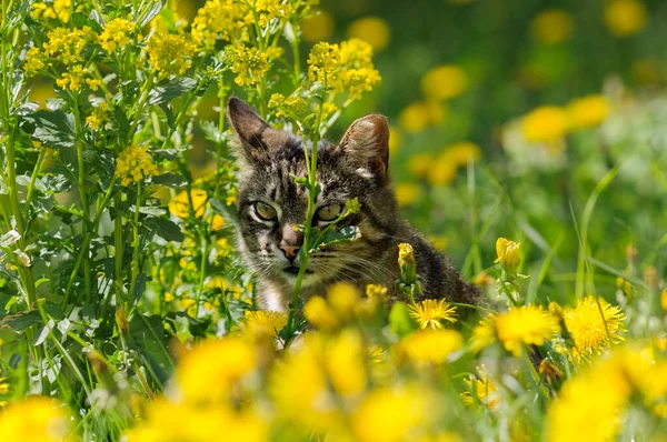 Tlustá Kočka Skrývá Žlutých Květinách Znásilnění Pampelišky Selektivní Zaměření Denní — Stock fotografie