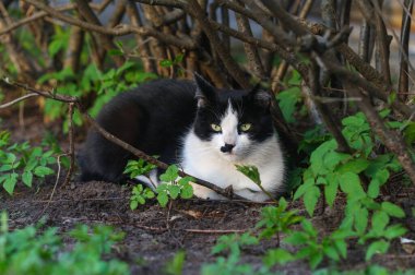 Siyah beyaz bir kedi çalıların ve saatlerin arasında uzanıyor. seçici odak