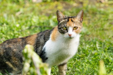 Otların arasındaki üç renkli meraklı genç kedi. Gözlere odaklan, kameraya bak.