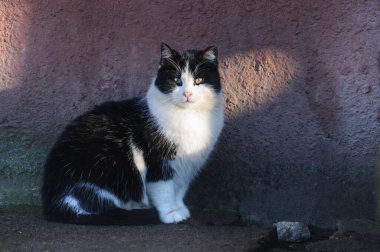 Koyu kahverengi taştan bir duvarın arkasında duran siyah ve beyaz bir kedi. Seçici odak, kameraya bakmak
