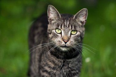 Bulanık yeşil arka planda tuhaf bir tekir kedi. Kameraya bakıyorum.