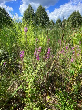 a riverbank lush plants flowers spring backyard blue sky clouds day sunny marsh