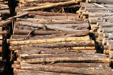 a logging forestry cut tree logs pine pile stacked lumber lumberyard stocked wood