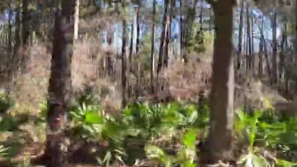 日当たりの良い春の移動田舎の自然林景観運動の木が通り — ストック動画