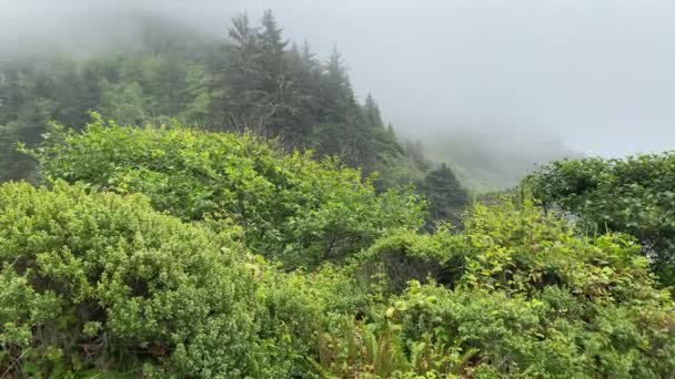 Горный Туман Прибрежный Туман Склона Холма Утренняя Роса Движущийся Лесной — стоковое видео