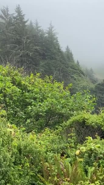 Vertical Mountain Fog Coastal Mist Hillside Coast Dew Moving Forest — Stockvideo
