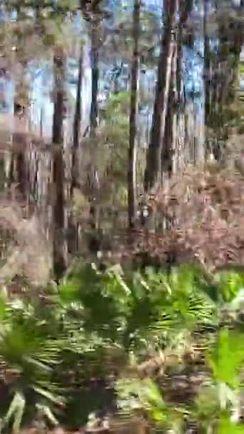 Vertical Sunny Spring Moving Country Rural Nature Forest Landscape Motion — Stock Video