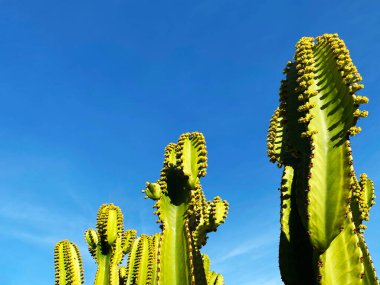 a cactus desert plant succulent dry arid climate water blue sky tall row garden