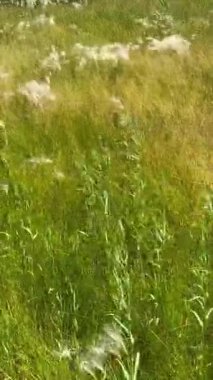 windy sunny day summer breeze nature field wind tall blowing beach grass meadow weeds flowing video foliage grassy backdrop tranquil breezy vertical background