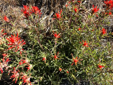 a wild flowers red forest hike hillside sunny hiking trail plants flower blooming closeup spring