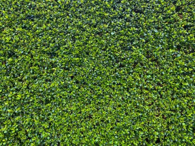 a wide view of freshly cut garden hedge wall